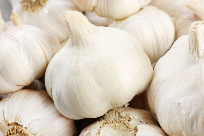 Το Benevia 10OD εναντίον της Υλεμύιας (Delia antiqua) στην καλλιέργεια του Σκόρδου