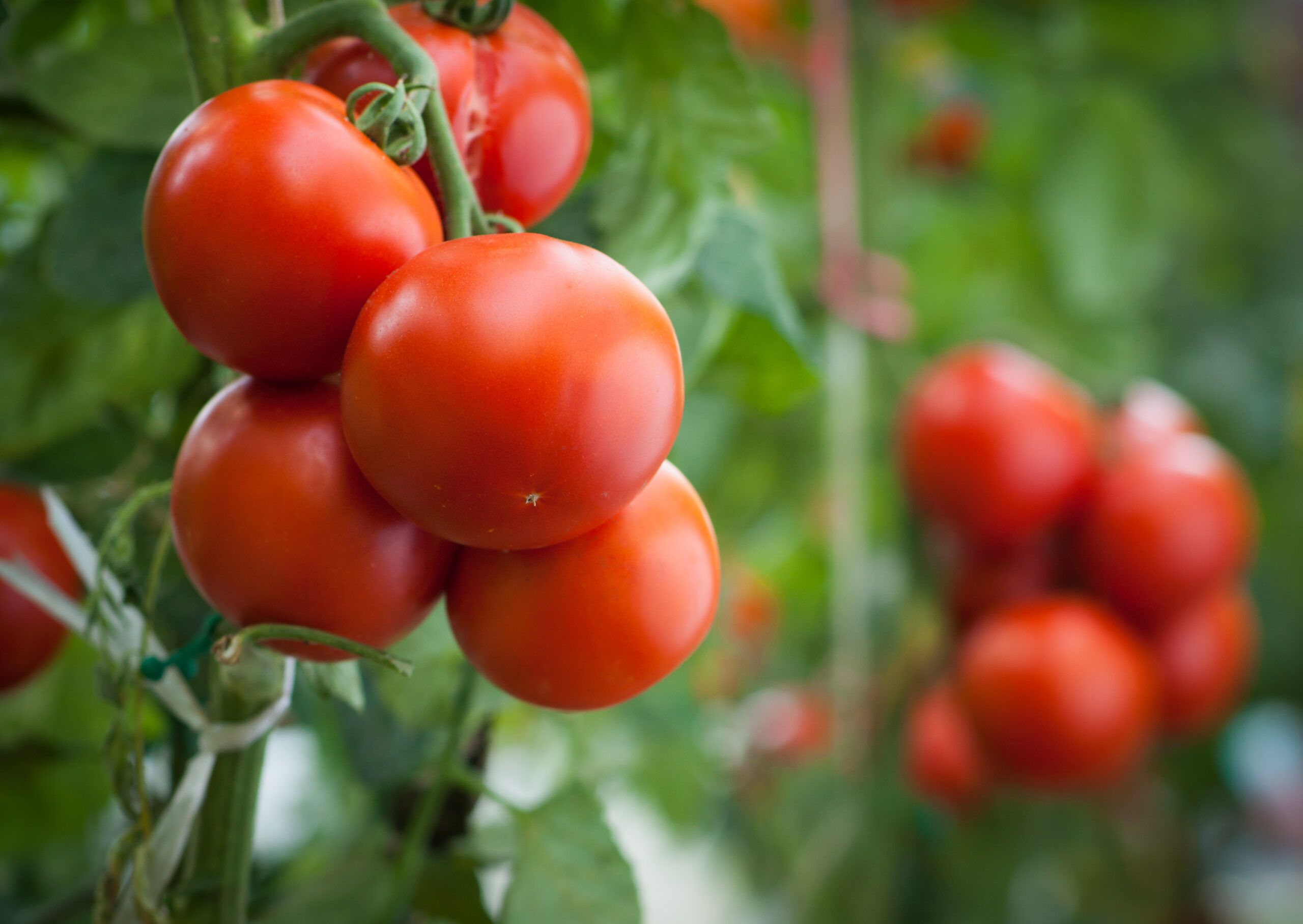 Η FMC Hellas στην Agroexpo 2025!